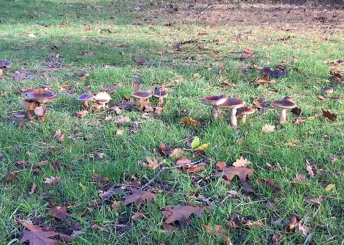 Cavalibre D'hotes B&B *